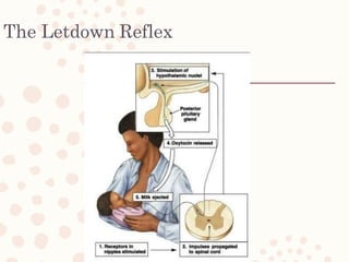 The Letdown Reflex
 