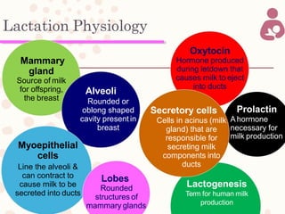 Lactation Physiology
Mammary
gland
Source of milk
for offspring,
the breast
Alveoli
Rounded or
oblong shaped
cavity present in
breast
Myoepithelial
cells
Line the alveoli &
can contract to
cause milk to be
secreted into ducts
Lobes
Rounded
structures of
mammary glands
Oxytocin
Hormone produced
during letdown that
causes milk to eject
into ducts
Prolactin
necessary for
milk production
Lactogenesis
Term for human milk
production
Secretory cells
Cells in acinus (milk Ahormone
gland) that are
responsible for
secreting milk
components into
ducts
 