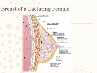 Breast of a Lactating Female
 