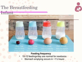 The Breastfeeding
Infant
•
Feeding frequency
10-12 feedings/day are normal for newborns
• Stomach emptying occurs in ~1½ hours
 