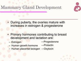 Mammary Gland Development
• During puberty, the ovaries mature with
increases in estrogen & progesterone
• Primary hormones contributing to breast
development and lactation are:
– Estrogen
– Human growth hormone
—Progesterone
—Prolactin
– Human placental lactogen —Oxytocin
 