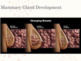 Mammary Gland Development
 