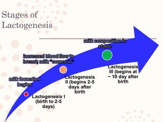 Stages of
Lactogenesis
 