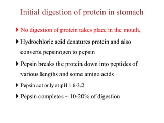 Initial digestion of protein in stomach
 No digestion of protein takes place in the mouth,
 Hydrochloric acid denatures protein and also
converts pepsinogen to pepsin
 Pepsin breaks the protein down into peptides of
various lengths and some amino acids
 Pepsin act only at pH 1.6-3.2
 Pepsin completes ~ 10-20% of digestion
 