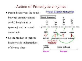 Action of Proteolytic enzymes
 Pepsin hydrolyses the bonds
between aromatic amino
acids(phenylanine or
tyrosine) and a second
amino acid
 So the product of pepsin
hydrolysis is polypeptides
of diverse sizes
 