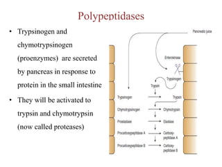 Polypeptidases
• Trypsinogen and
chymotrypsinogen
(proenzymes) are secreted
by pancreas in response to
protein in the small intestine
• They will be activated to
trypsin and chymotrypsin
(now called proteases)
 
