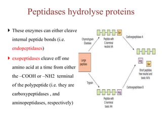 Peptidases hydrolyse proteins
 These enzymes can either cleave
internal peptide bonds (i.e.
endopeptidases)
 exopeptidases cleave off one
amino acid at a time from either
the –COOH or –NH2 terminal
of the polypeptide (i.e. they are
carboxypeptidases , and
aminopeptidases, respectively)
 