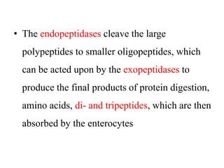 • The endopeptidases cleave the large
polypeptides to smaller oligopeptides, which
can be acted upon by the exopeptidases to
produce the final products of protein digestion,
amino acids, di- and tripeptides, which are then
absorbed by the enterocytes
 