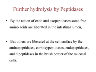 Further hydrolysis by Peptidases
• By the action of endo and exopeptidases some free
amino acids are liberated in the intestinal lumen,
• But others are liberated at the cell surface by the
aminopeptidases, carboxypeptidases, endopeptidases,
and dipeptidases in the brush border of the mucosal
cells.
 