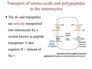 Transport of amino acids and polypeptides
in the enterocytes
 The di- and tripeptides
are actively transported
into enterocytes by a
system known as peptide
transporter 1) that
requires H + instead of
Na +
 