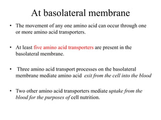 At basolateral membrane
• The movement of any one amino acid can occur through one
or more amino acid transporters.
• At least five amino acid transporters are present in the
basolateral membrane.
• Three amino acid transport processes on the basolateral
membrane mediate amino acid exit from the cell into the blood
• Two other amino acid transporters mediate uptake from the
blood for the purposes of cell nutrition.
 