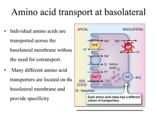 Amino acid transport at basolateral
• Individual amino acids are
transported across the
basolateral membrane without
the need for cotransport.
• Many different amino acid
transporters are located on the
basolateral membrane and
provide specificity
 