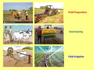 Energy Use in Agriculture Production and Processing for Sustainable ...