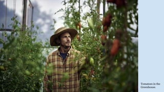 Tomatoes in the
Greenhouse.
 