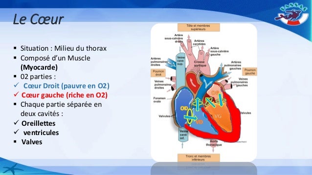 Dr soualhi l'appareil circulatoire (plongeurs et moniteurs)