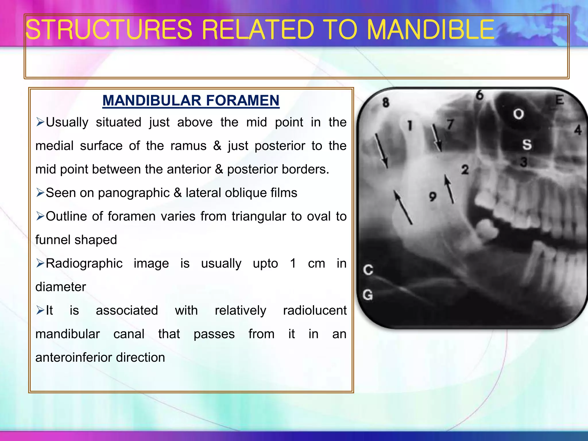 MANDIBULAR FORAMEN
Usually situated just above the mid point in the
medial surface of the ramus & just posterior to the
mid point between the anterior & posterior borders.
Seen on panographic & lateral oblique films
Outline of foramen varies from triangular to oval to
funnel shaped
Radiographic image is usually upto 1 cm in
diameter
It is associated with relatively radiolucent
mandibular canal that passes from it in an
anteroinferior direction
STRUCTURES RELATED TO MANDIBLE
 