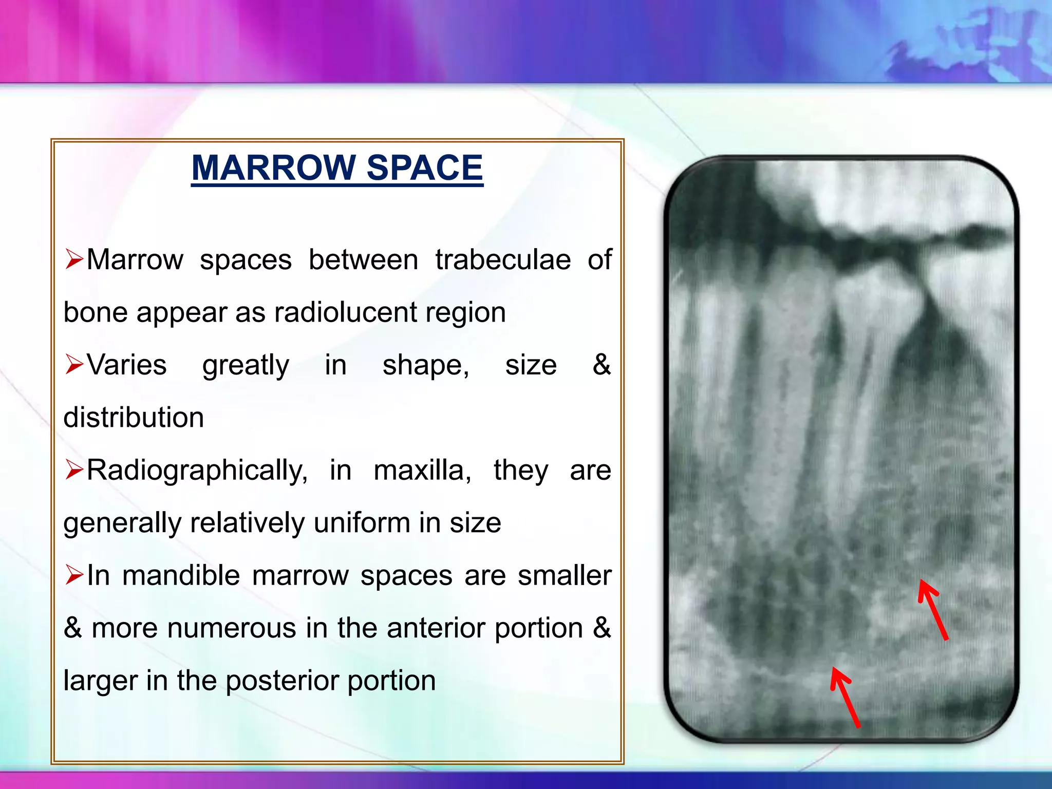 MARROW SPACE
Marrow spaces between trabeculae of
bone appear as radiolucent region
Varies greatly in shape, size &
distribution
Radiographically, in maxilla, they are
generally relatively uniform in size
In mandible marrow spaces are smaller
& more numerous in the anterior portion &
larger in the posterior portion
 