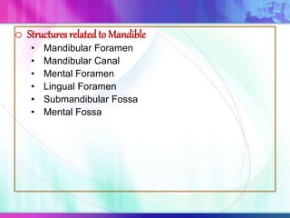 o Structures relatedto Mandible
• Mandibular Foramen
• Mandibular Canal
• Mental Foramen
• Lingual Foramen
• Submandibular Fossa
• Mental Fossa
 