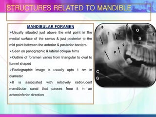 MANDIBULAR FORAMEN
Usually situated just above the mid point in the
medial surface of the ramus & just posterior to the
mid point between the anterior & posterior borders.
Seen on panographic & lateral oblique films
Outline of foramen varies from triangular to oval to
funnel shaped
Radiographic image is usually upto 1 cm in
diameter
It is associated with relatively radiolucent
mandibular canal that passes from it in an
anteroinferior direction
STRUCTURES RELATED TO MANDIBLE
 