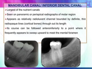 MANDIBULAR CANAL/ INFERIOR DENTAL CANAL:
Largest of the nutrient canals
Seen on panoramic or periapical radiographs of molar region
Appears as relatively radiolucent channel bounded by definite, thin
radiopaque lines (cortical bones) through out its length
Its course can be followed anteroinferiorly to a point where it
frequently appears to sweep upward to meet the mental foramen
 