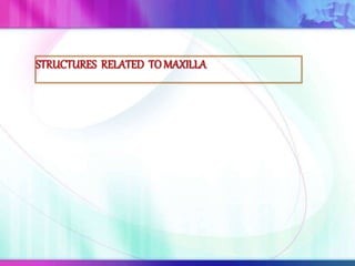 STRUCTURES RELATED TOMAXILLA
 