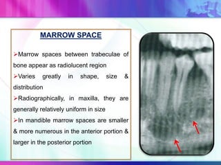 MARROW SPACE
Marrow spaces between trabeculae of
bone appear as radiolucent region
Varies greatly in shape, size &
distribution
Radiographically, in maxilla, they are
generally relatively uniform in size
In mandible marrow spaces are smaller
& more numerous in the anterior portion &
larger in the posterior portion
 