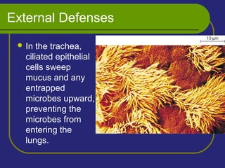 External Defenses
 In the trachea,
ciliated epithelial
cells sweep
mucus and any
entrapped
microbes upward,
preventing the
microbes from
entering the
lungs.
 