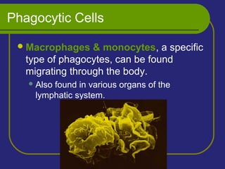 Phagocytic Cells
Macrophages & monocytes, a specific
type of phagocytes, can be found
migrating through the body.
Also found in various organs of the
lymphatic system.
 