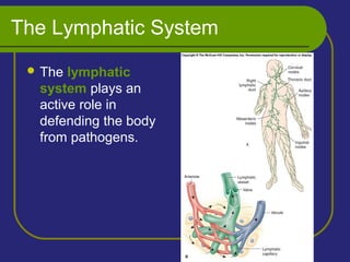 The Lymphatic System
 The lymphatic
system plays an
active role in
defending the body
from pathogens.
 