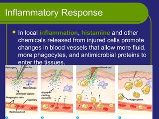 Inflammatory Response
 In local inflammation, histamine and other
chemicals released from injured cells promote
changes in blood vessels that allow more fluid,
more phagocytes, and antimicrobial proteins to
enter the tissues.
 