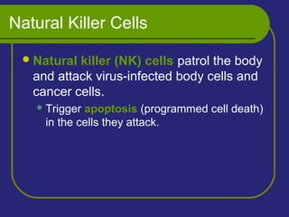 Natural Killer Cells
Natural killer (NK) cells patrol the body
and attack virus-infected body cells and
cancer cells.
Trigger apoptosis (programmed cell death)
in the cells they attack.
 