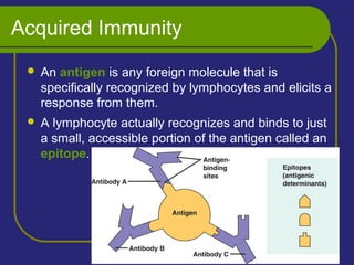 Acquired Immunity
 An antigen is any foreign molecule that is
specifically recognized by lymphocytes and elicits a
response from them.
 A lymphocyte actually recognizes and binds to just
a small, accessible portion of the antigen called an
epitope.
 