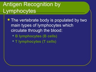 Antigen Recognition by
Lymphocytes
The vertebrate body is populated by two
main types of lymphocytes which
circulate through the blood:
B lymphocytes (B cells)
T lymphocytes (T cells)
 