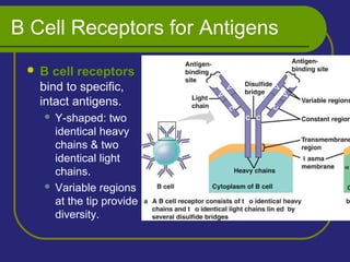 B Cell Receptors for Antigens
 B cell receptors
bind to specific,
intact antigens.
 Y-shaped: two
identical heavy
chains & two
identical light
chains.
 Variable regions
at the tip provide
diversity.
 