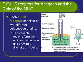 T Cell Receptors for Antigens and the
Role of the MHC
 Each T cell
receptor consists of
two different
polypeptide chains.
 The variable
regions form the
antigen binding site
and provide a
diversity of T cells.
V V
C C
 