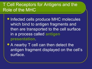 T Cell Receptors for Antigens and the
Role of the MHC
Infected cells produce MHC molecules
which bind to antigen fragments and
then are transported to the cell surface
in a process called antigen
presentation.
A nearby T cell can then detect the
antigen fragment displayed on the cell’s
surface.
 