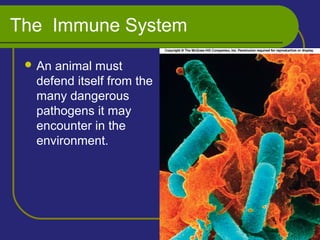 The Immune System
 An animal must
defend itself from the
many dangerous
pathogens it may
encounter in the
environment.
 