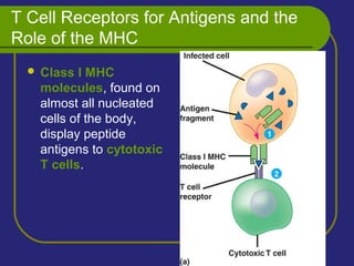 T Cell Receptors for Antigens and the
Role of the MHC
 Class I MHC
molecules, found on
almost all nucleated
cells of the body,
display peptide
antigens to cytotoxic
T cells.
 