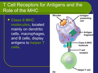 T Cell Receptors for Antigens and the
Role of the MHC
 Class II MHC
molecules, located
mainly on dendritic
cells, macrophages,
and B cells, display
antigens to helper T
cells.
 