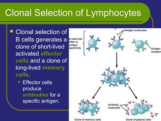 Clonal Selection of Lymphocytes
 Clonal selection of
B cells generates a
clone of short-lived
activated effector
cells and a clone of
long-lived memory
cells.
 Effector cells
produce
antibodies for a
specific antigen.
 