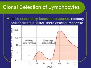 Clonal Selection of Lymphocytes
 In the secondary immune response, memory
cells facilitate a faster, more efficient response.
 
