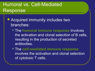 Humoral vs. Cell-Mediated
Response
Acquired immunity includes two
branches:
The humoral immune response involves
the activation and clonal selection of B cells,
resulting in the production of secreted
antibodies.
The cell-mediated immune response
involves the activation and clonal selection
of cytotoxic T cells.
 