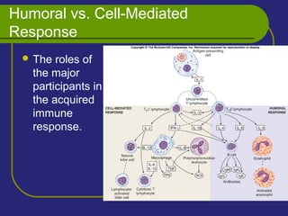 Humoral vs. Cell-Mediated
Response
 The roles of
the major
participants in
the acquired
immune
response.
 