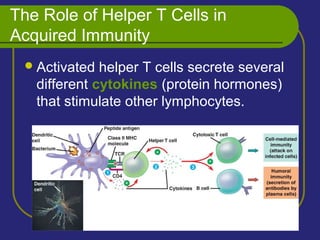 The Role of Helper T Cells in
Acquired Immunity
Activated helper T cells secrete several
different cytokines (protein hormones)
that stimulate other lymphocytes.
 