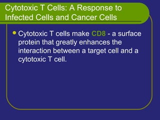 Cytotoxic T Cells: A Response to
Infected Cells and Cancer Cells
Cytotoxic T cells make CD8 - a surface
protein that greatly enhances the
interaction between a target cell and a
cytotoxic T cell.
 