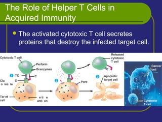 The Role of Helper T Cells in
Acquired Immunity
The activated cytotoxic T cell secretes
proteins that destroy the infected target cell.
 