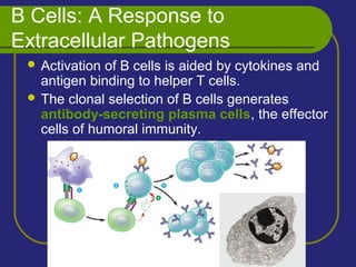B Cells: A Response to
Extracellular Pathogens
 Activation of B cells is aided by cytokines and
antigen binding to helper T cells.
 The clonal selection of B cells generates
antibody-secreting plasma cells, the effector
cells of humoral immunity.
 