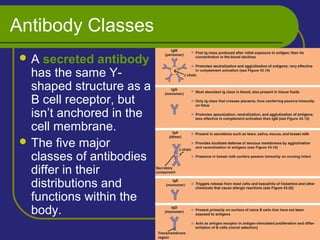 Antibody Classes
 A secreted antibody
has the same Y-
shaped structure as a
B cell receptor, but
isn’t anchored in the
cell membrane.
 The five major
classes of antibodies
differ in their
distributions and
functions within the
body.
 