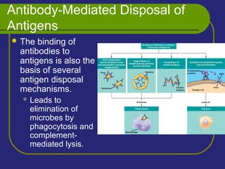 Antibody-Mediated Disposal of
Antigens
 The binding of
antibodies to
antigens is also the
basis of several
antigen disposal
mechanisms.
 Leads to
elimination of
microbes by
phagocytosis and
complement-
mediated lysis.
 