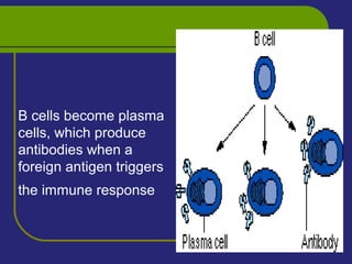 B cells become plasma
cells, which produce
antibodies when a
foreign antigen triggers
the immune response
 